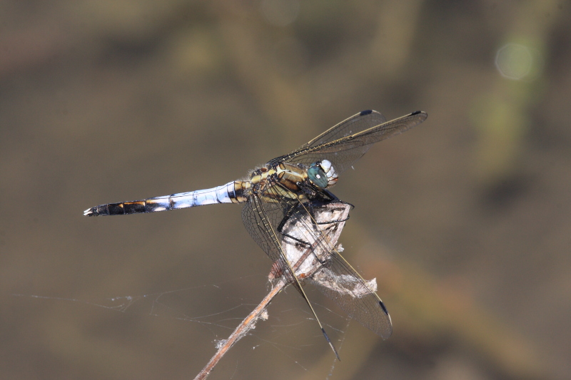 IMG_0770 Orthetrum albistylum male.JPG